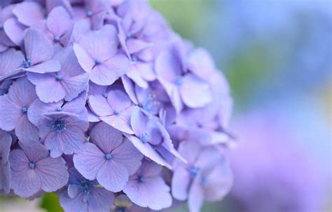 Purple Hydrangea Wallpapers - Top Free Purple Hydrangea Backgrounds - WallpaperAccess