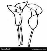 Lily Coloring Calla Pages Easter Lilies Drawing Bouquet Stargazer Line  sketch template
