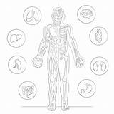Printable Body Anatomy Coloring Page  Mimi Panda sketch template