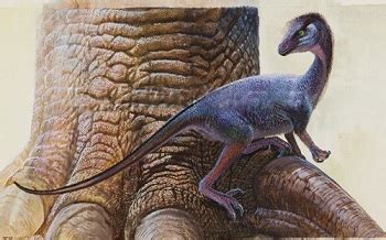 Coelurosaur Dinosaur, photos | information - Coelurosaur Gallery