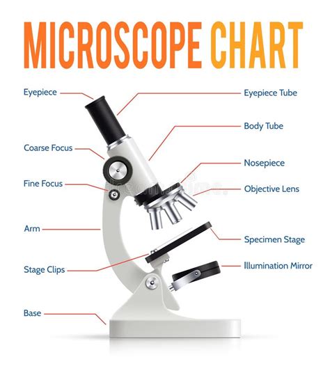 Realistic Microscope Parts Infographic Presentation Chart Stock Vector - Image: 71354478