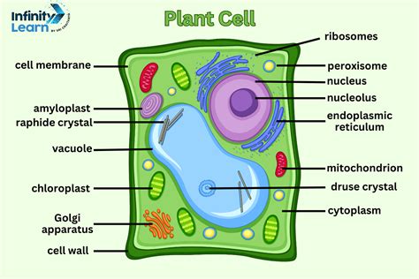 Plant Cell Diagram: Each and Every Components of Plat Cell Explained