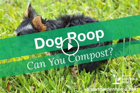 Can You Compost Dog Poop? - Smart Garden and Home