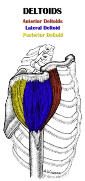 The Definitive Guide to Lateral Deltoid Anatomy, Exercises & Rehab