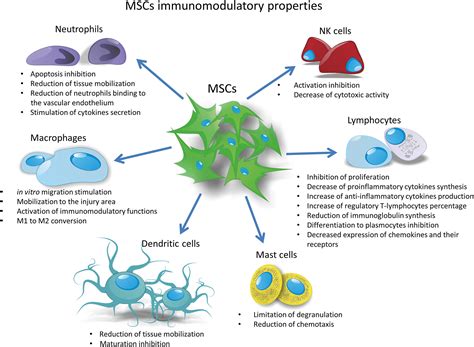 Concise Review: Mesenchymal Stem Cells: From Roots to Boost - Andrzejewska - 2019 - STEM CELLS ...