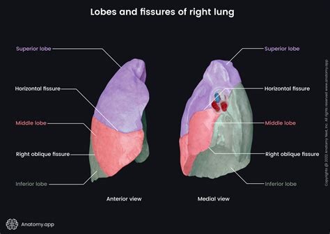 Anatomy Of The Lungs Lobes