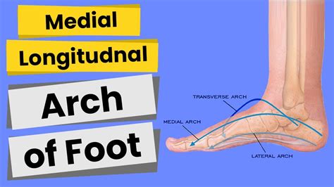 Arches Of Foot (Part-1)/Medial Longitudinal Arch/Anatomy -Structures ...