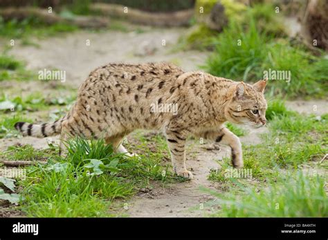 Asian steppe wildcat hi-res stock photography and images - Alamy