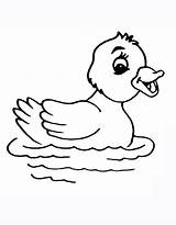 Duck Coloring Pages Free Printable PDF sketch template