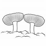 Fresh Fungus Coloring Page For Kids  Free Mushrooms Printable sketch template
