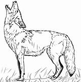 Free Printable Coyote Coloring Pages sketch template