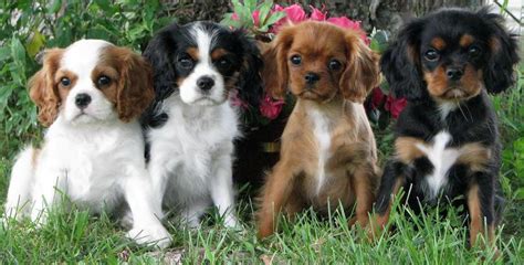 Cavalier King Charles Spaniel - K9 Research Lab