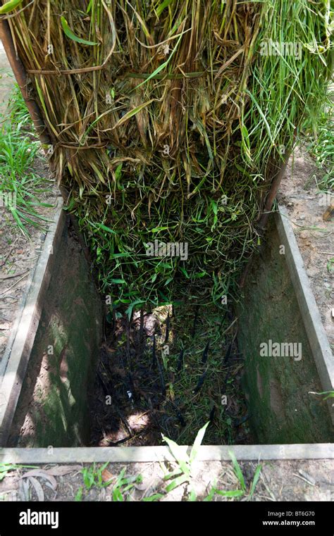 Mock up of a Typical Swing Door Pit Trap with Punji Sticks in the Cu Chi Tunnel Complex and ...