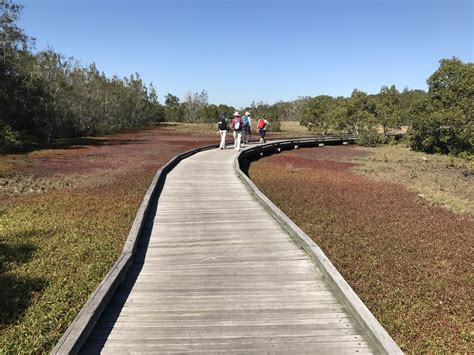 Boondall Wetlands - Strikhedonia