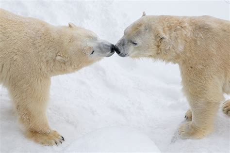 Learning With Canadian Polar Bear Habitat | Family Fun Toronto