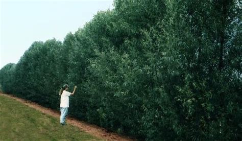 Hybrid Willow Trees - Fast Privacy Trees