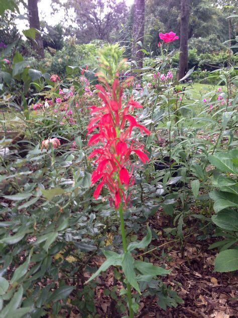 24 Native Alabama Wildflowers ideas | wild flowers, plants, native plants