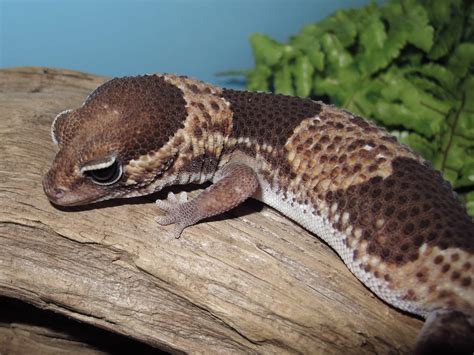 African Fat Tail Geckos