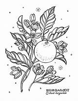 Botanical Garden Adult Coloring Book Pages sketch template