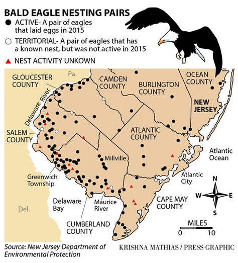 New Jersey's bald eagle population soaring | Breaking News | pressofatlanticcity.com