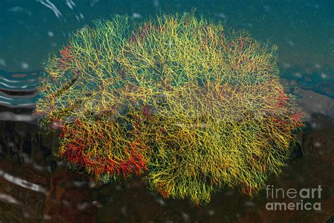 Colourful algae in the ocean Photograph by Viktor Birkus