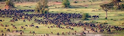 What Is The Wildebeest Migration Calving Season? | Serengeti N.P