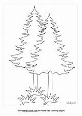 Free Pine Tree Coloring Page  Printables Kidadl sketch template