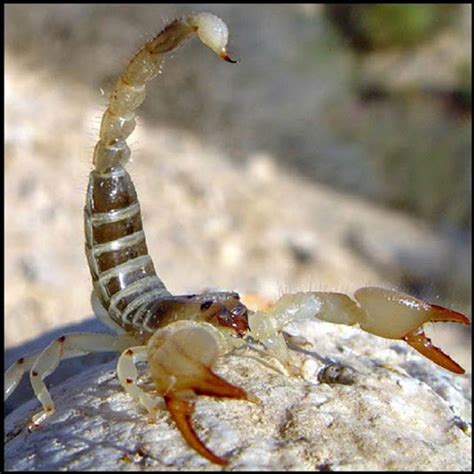 What is an Arthropod - Characteristics and examples of arthropods