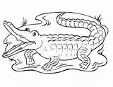 25 Free Alligator Coloring Pages For Kids And Adults sketch template