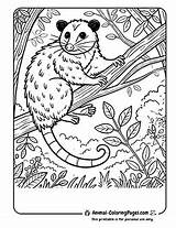 16 Opossum Coloring Pages  Free PDF Download sketch template