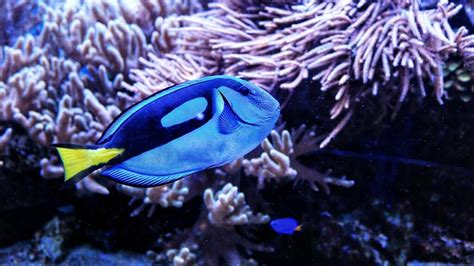 Meet the Real Fish Species of Finding Nemo - Scuba.com