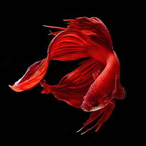 1920x1080px | free download | HD wallpaper: red betta fish, colorful, fighting, siamese ...