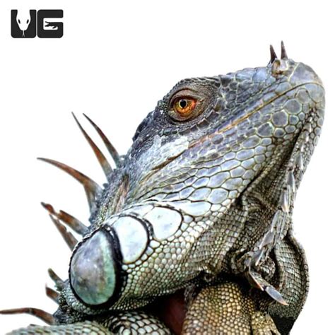 5-6 Foot Green Iguanas (Iguana iguana) For Sale - Underground Reptiles