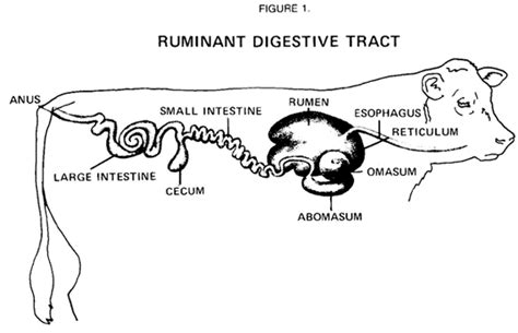 Cow’s Digestive System