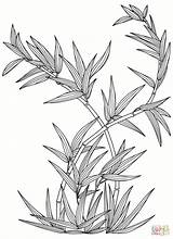Bamboo Plant coloring page  Free Printable Coloring Pages sketch template