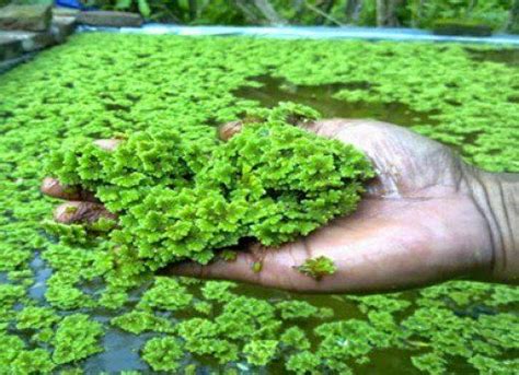 Azolla - Alchetron, The Free Social Encyclopedia