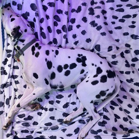 I was gifted a Dalmatian blanket for Christmas... : r/dalmatians