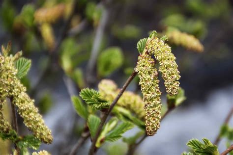 12 Species of Alder Trees for Your Yard