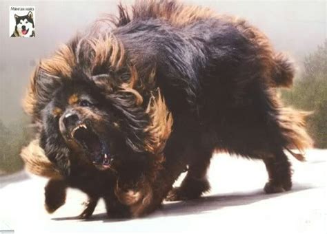 My mastiff of choice Mongolian Mastiff. | Mongolian mastiff, Giant dog breeds, Tibetan mastiff