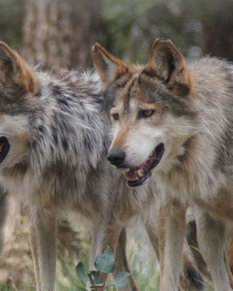 Wolf Sanctuary Manitou Springs Colorado – Warehouse of Ideas