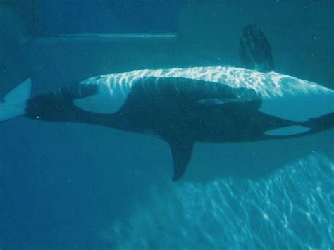 Female Killer Whales Go Through Menopause | Smithsonian