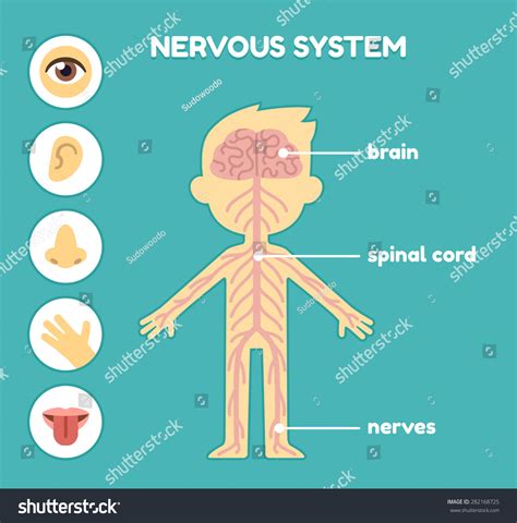 Nervous System, Educational Anatomy Chart For Kids. Nerves, Brain And The Five Senses. Captions ...