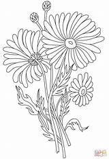 Printable Daisy Coloring Pages  Word Searches sketch template