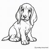 Basset Hound Coloring Pages  Free & Printable sketch template