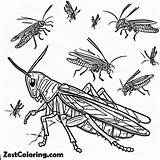 Plagues Of Egypt Locusts Grasshopper Coloring Page  For Kids sketch template