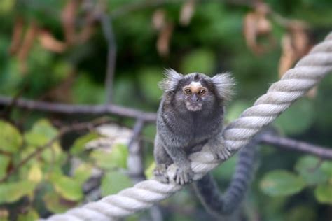 Finger Monkeys (Marmoset) Facts - Animals Around The Globe