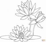 Water lilies coloring Page  Free Printable Coloring Pages sketch template