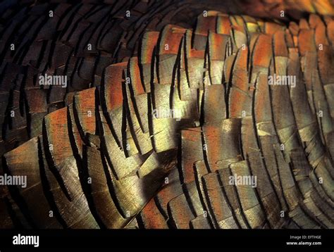 Rio Grande turkey gobbler feathers and plumage Stock Photo - Alamy