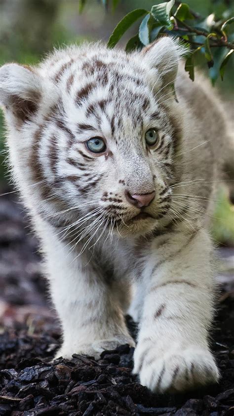 White Tiger Cub Wallpaper (57+ images)