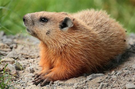 Groundhog Facts (Marmota monax)